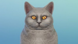 The Sims 4 Psi a mačky