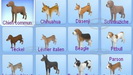 The Sims 3 Domáci maznáčikovia / Domácí mazlíčci - Plemená malých psov